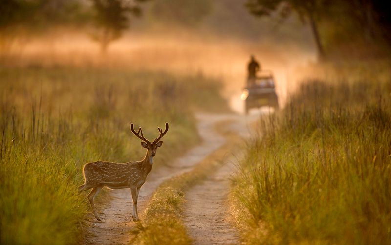 Injured spotted deer found dead near Yamunanagar’s Sadhaura