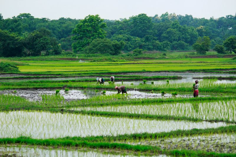 Relief for Haryana rice millers as Centre raises paddy target to 59.62 lakh MT
