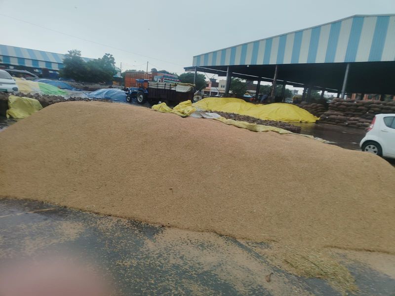 Untimely rain damages thousands of tonnes of paddy lying in Karnal district's grain markets