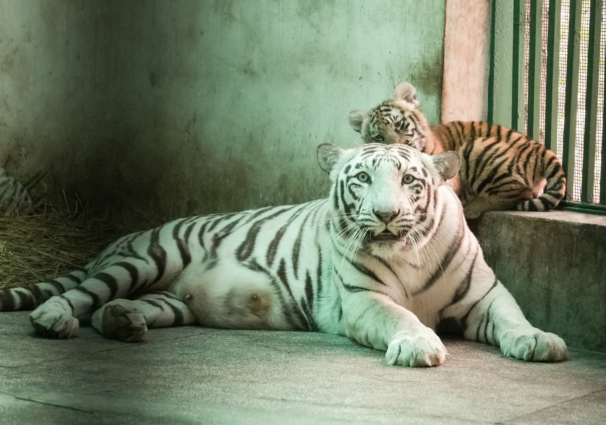 Tiny Roars, Big Celebration: Three Tiger Cubs Named as Chhatbir Zoo Turns 50!