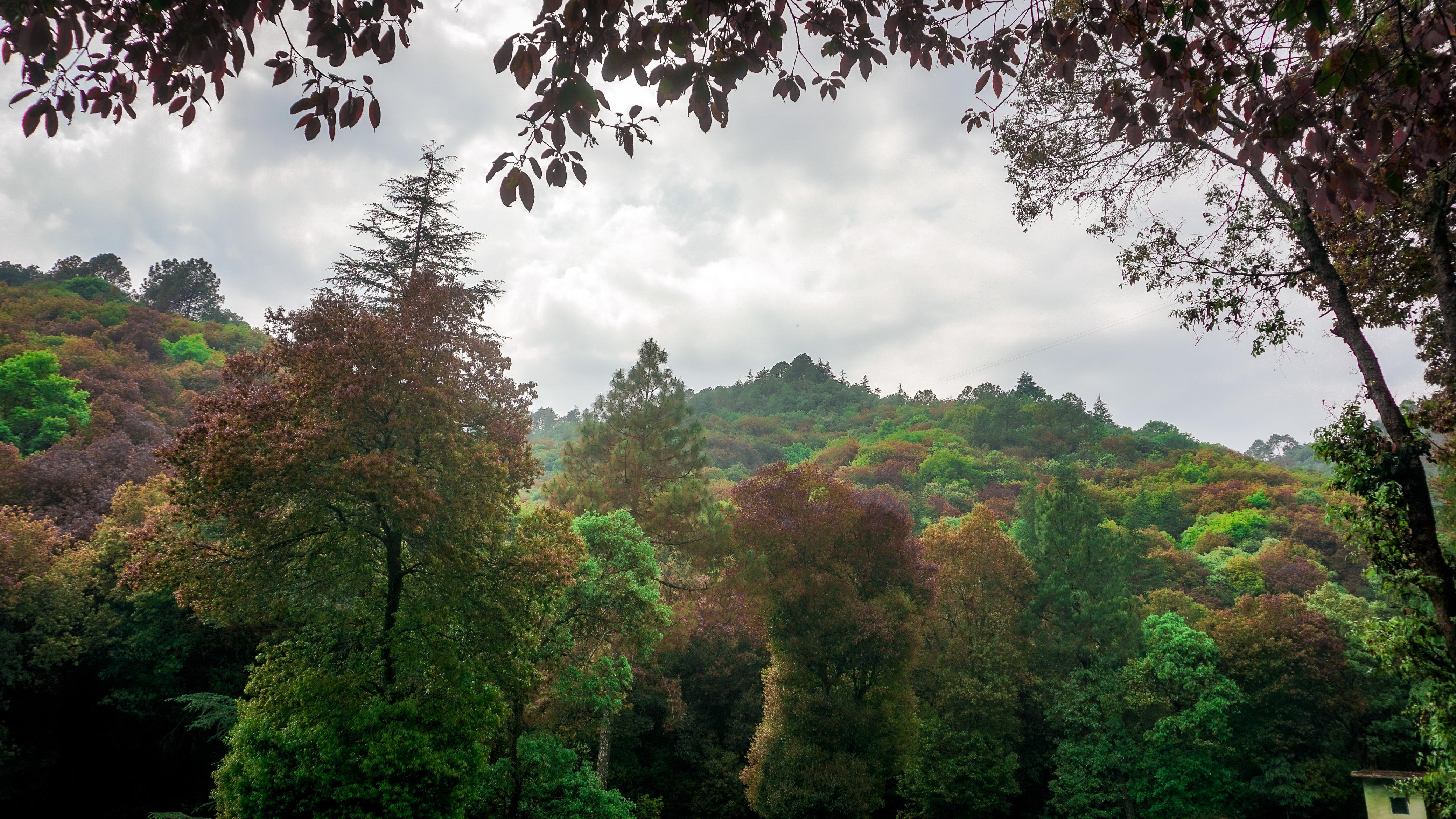 ‘Mission 32 percent’: Himachal advancing towards forest expansion