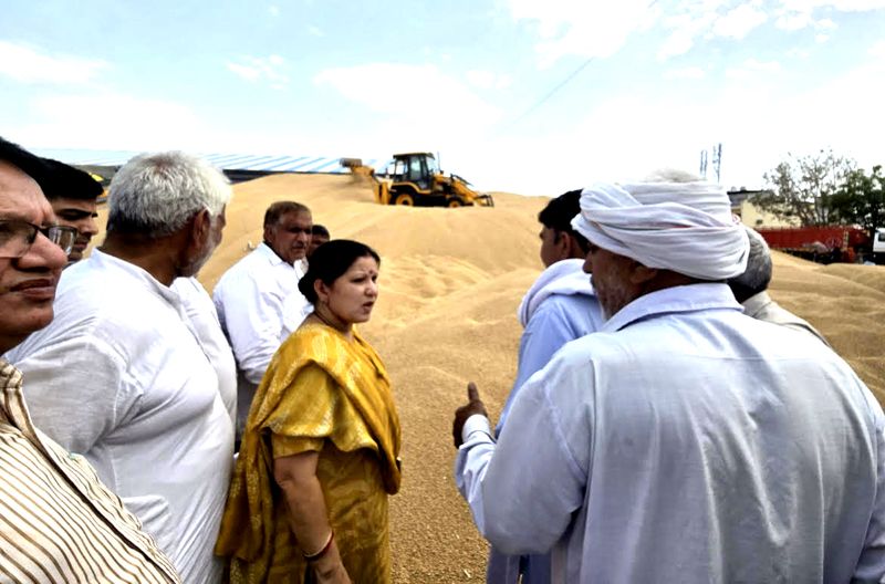 Slow wheat lifting amid heavy arrivals in Jhajjar mandis draws criticism