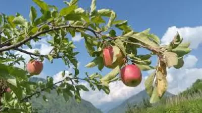 Apple Farming: Farmers Concerned as Dry Spell Ends with Late Snow